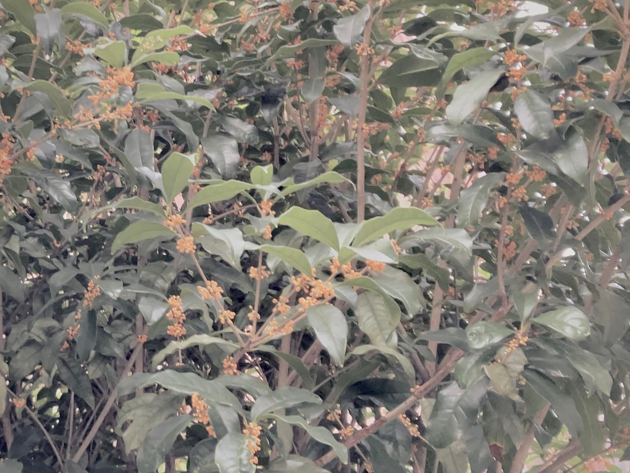 leaves